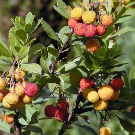 Casa de Campo Sa Mola *