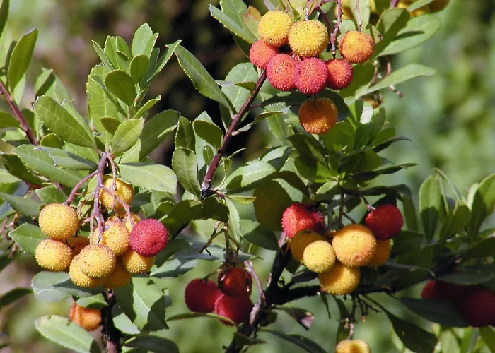 Casa de Campo Sa Mola *